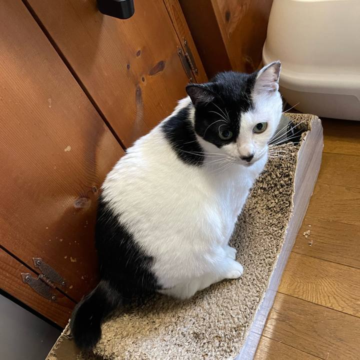 9c9cf8f5 574c 4dcc b7f6 60e196b092b5 1762901471659