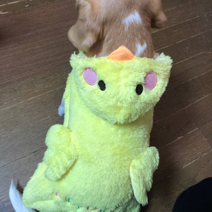 9c9dd7da e958 45c9 8ff2 388e09b0285c 1552133559272