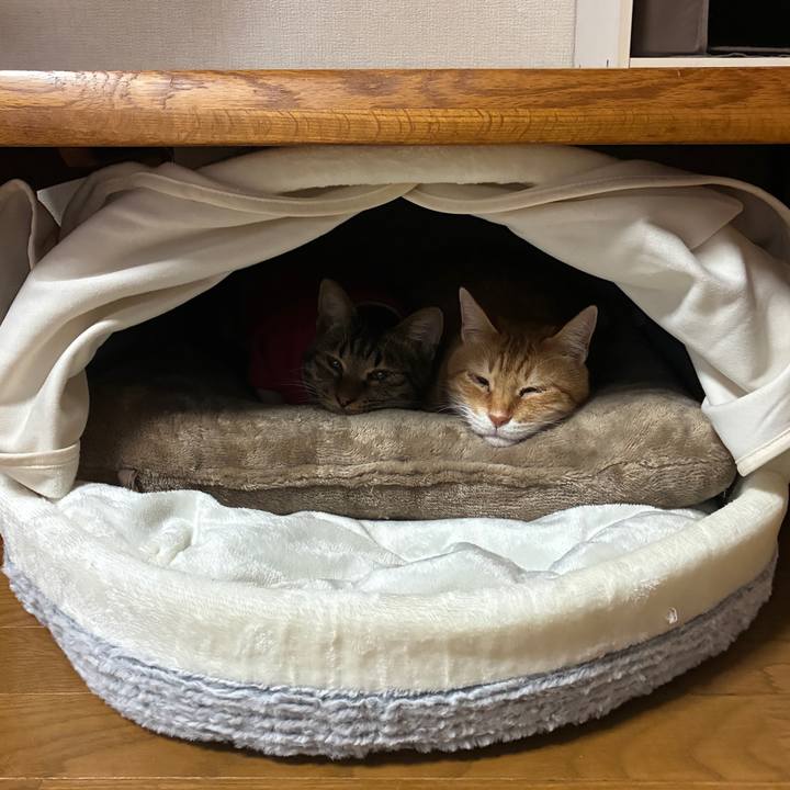 9c9e9307 a8ff 43c1 8a8a 7a622b64c345 1761951826712