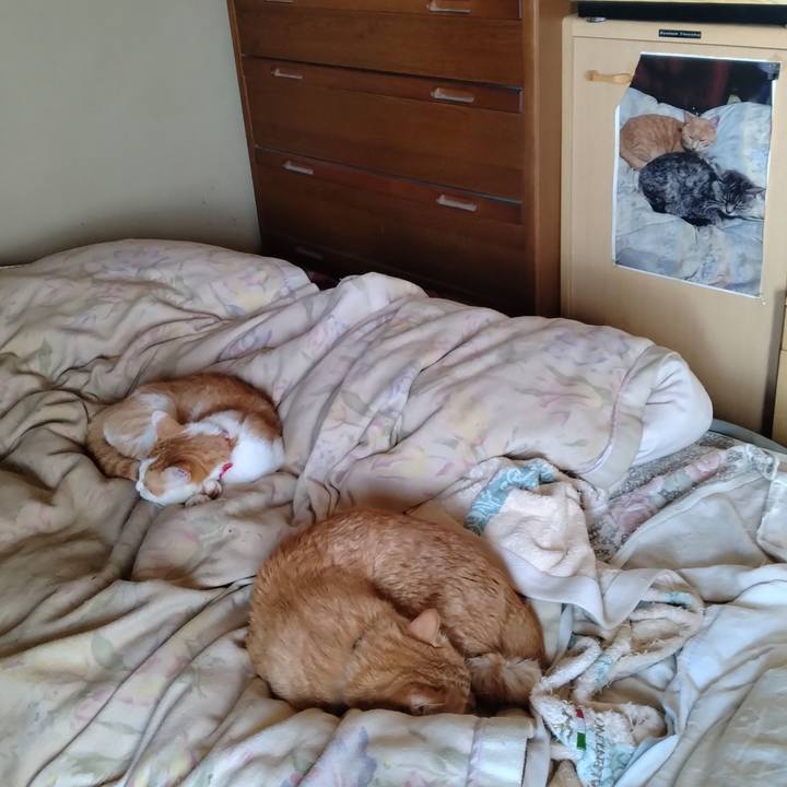 9c9ef6a9 c47e 4ad1 8f69 6318eee16fcc 1746225197314