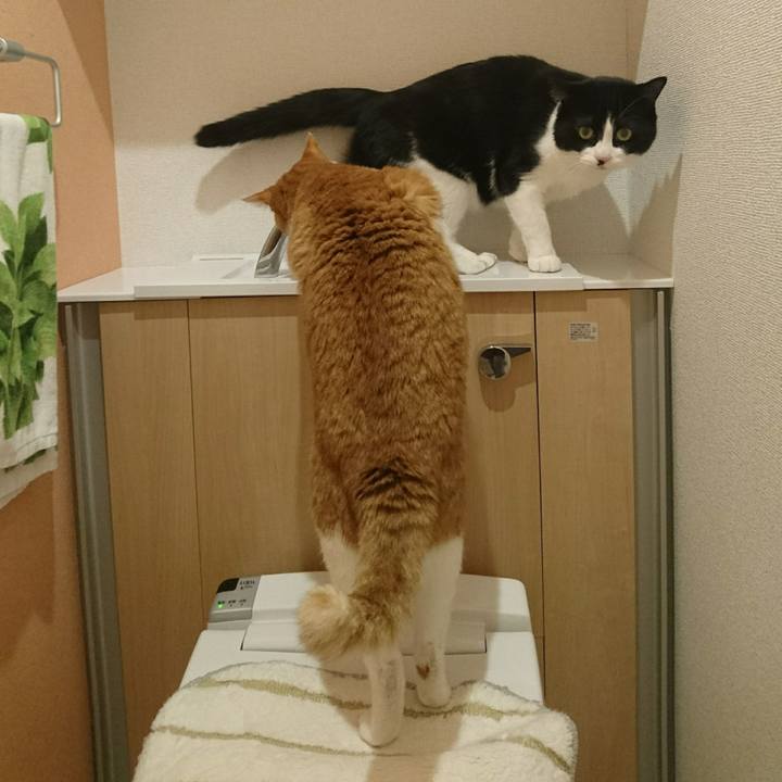 9c9f21dc ed90 4979 aa2b 64f6733f256d 1554099230827