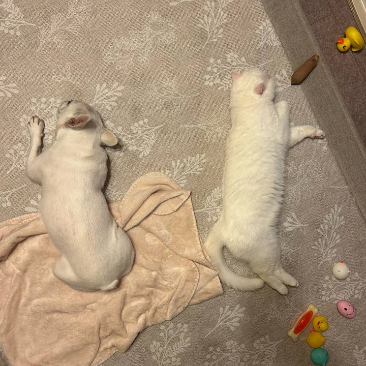 9c9fd74b 1acf 4ed3 aa9a 8fde511a14b8 1749294822929