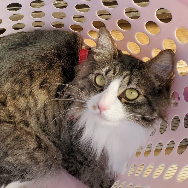 9ca11ae2 bd78 4571 853f fcdd8b526967 1716689286172