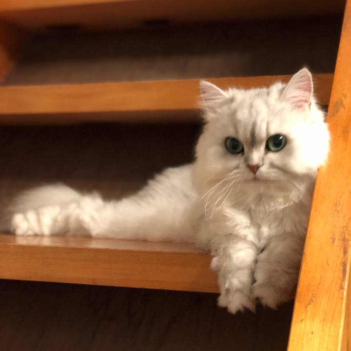 9ca43e7d e3fb 4540 9442 1e1bb4ed819a 1561894878450