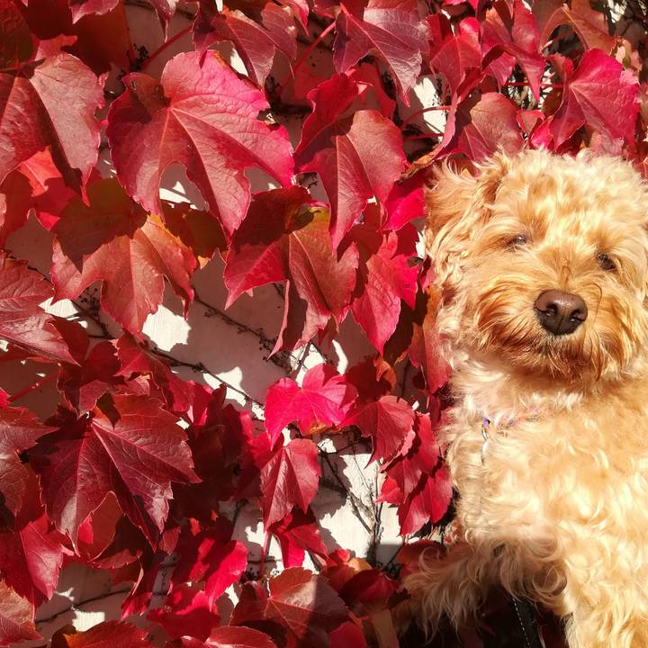 9ca600ed 1e8c 462d b0b7 4b8f64502ee8 1538181384118