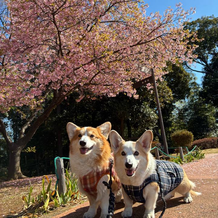 9ca845cd 097b 4760 a7bf 88c8c04ea8c2 1773215905747