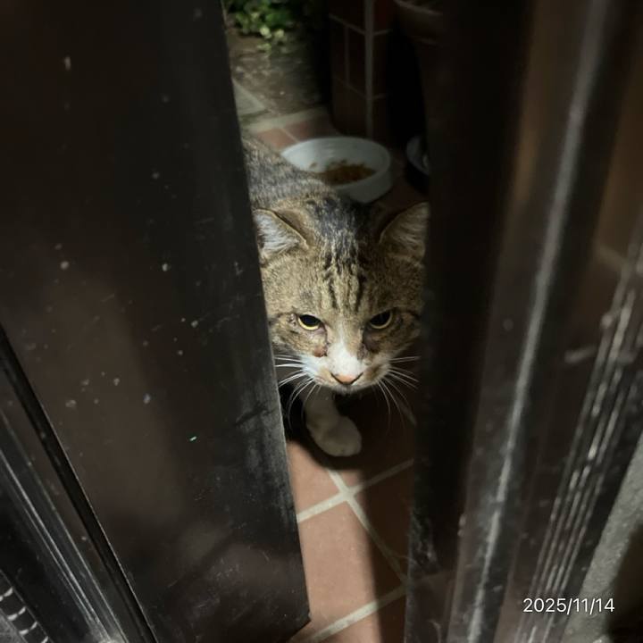 9ca95c93 6651 43e6 873a 68ec97b60587 1763185710612