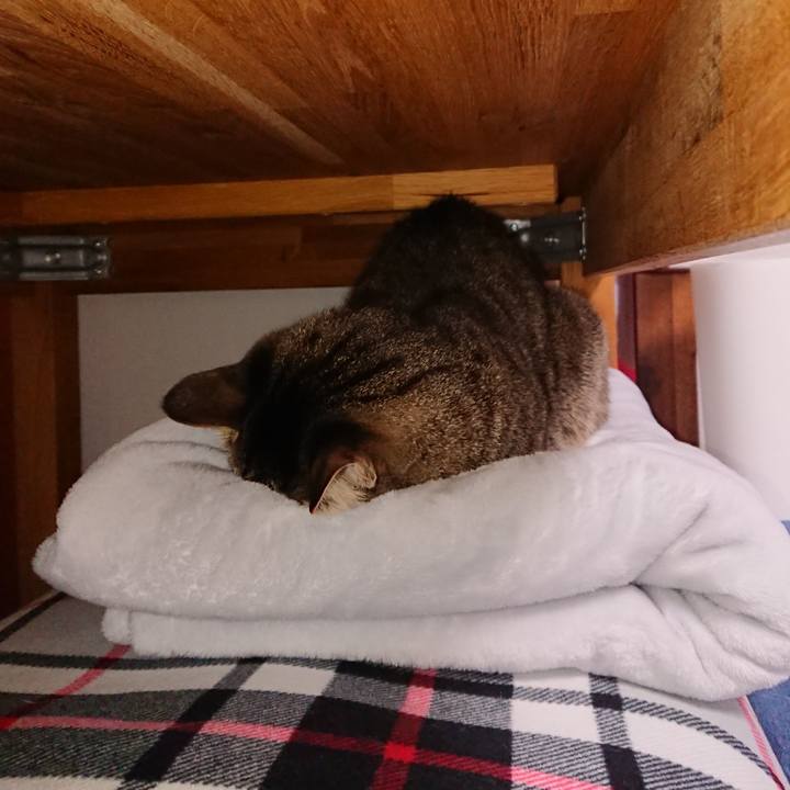 9cae6e39 a0b9 4cc4 b5ce 1ca9c3869e7c 1543141026807