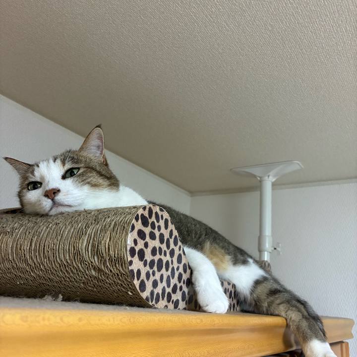 9cae7102 50e3 44d3 8d5f beeee9c9b11e 1755991990311