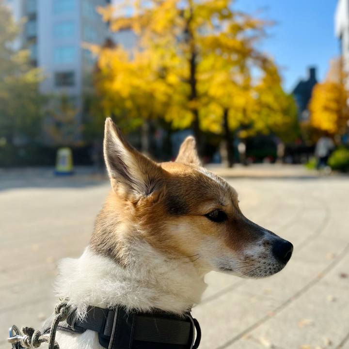 9caefc24 9561 4731 9a10 db1e6beeed44 1763169091404