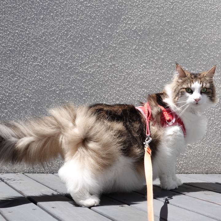 9cb21cd6 9f78 47b0 8bfc 9f59c4c3217a 1560650622899