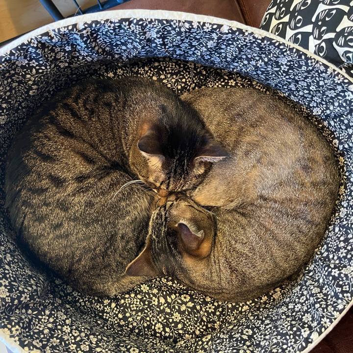 9cb462dd 4dde 4bce 8ac5 cbeca041f30c 1764294062576