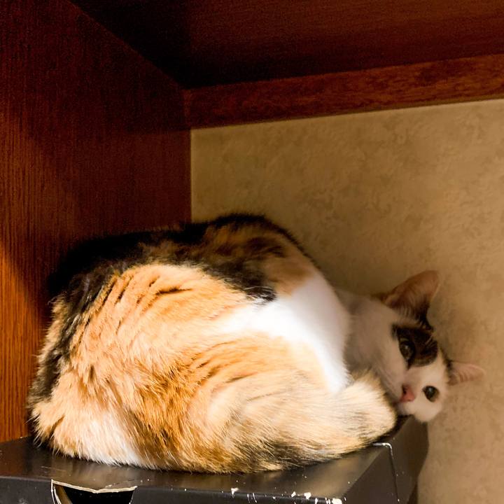 9cb4add0 2dac 4dcb b202 a50fb7da2c91 1590975355627