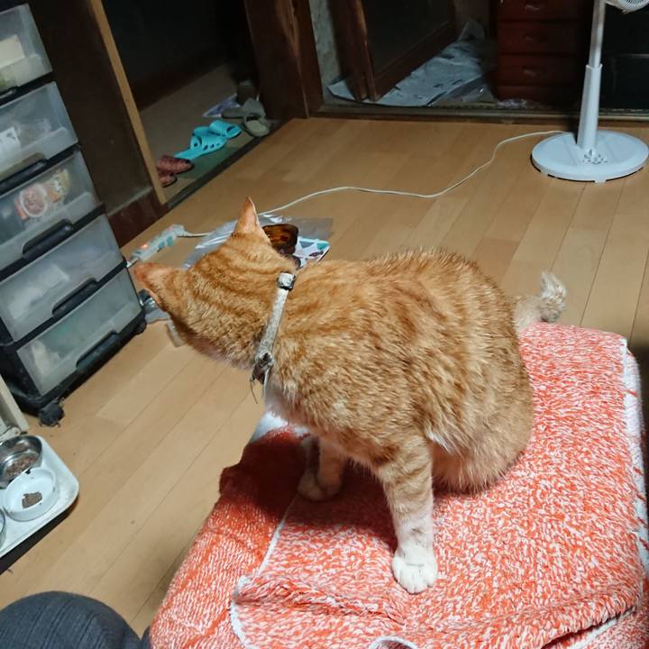 9cb62301 85b6 4acd 9223 b72a4e2b5dcc 1597176267369