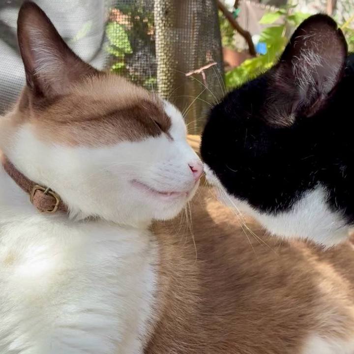 9cb63421 d777 4ea2 9f9d 0dde28447d2d 1761018621387