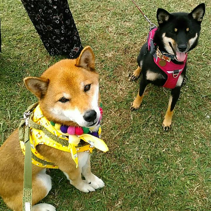 9cb72691 d2cd 4597 b763 d712b53ccef3 1541913725442