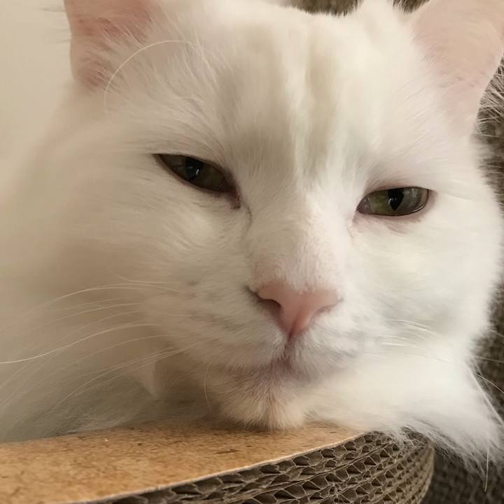 9cc2c208 e678 48da b8b0 13a7d56228d1 1548494236842