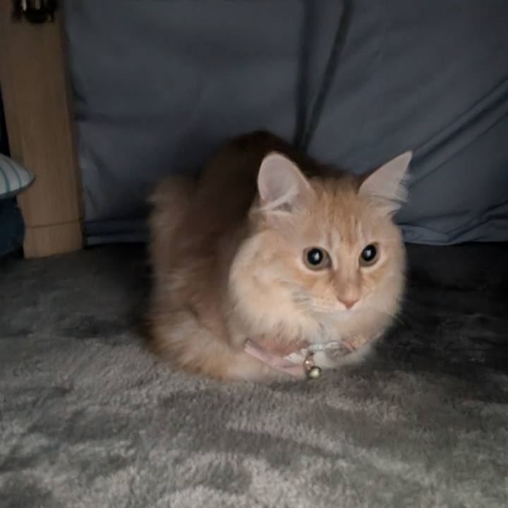 9cc4622c 52ad 4e24 8697 1c74b78c4333 1733266737134