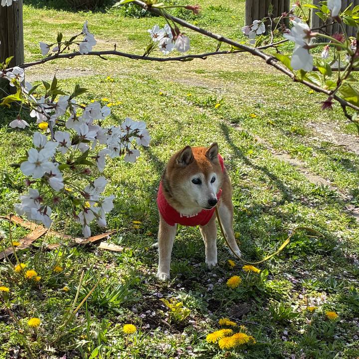 9cc487a0 931d 4d08 ab6a 1a1438faba90 1775196966061