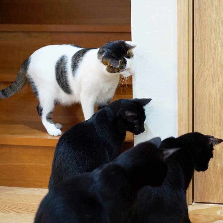 9cc7c8db 7693 477e be0e a44174567a85 1553435103007