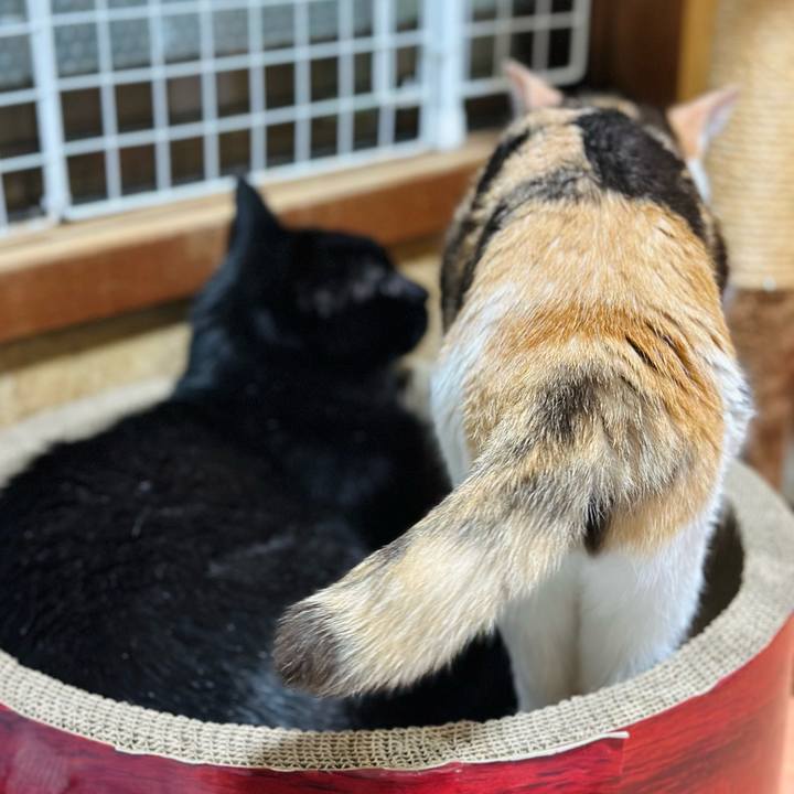 9cc89bd8 11e5 4b8c 9da5 410096e5a7ca 1689559320816