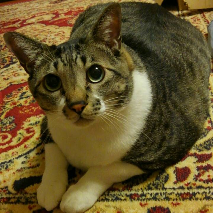 9cc9622e 29e8 4e0f 96de 4dcd418bf41a 1509752932102