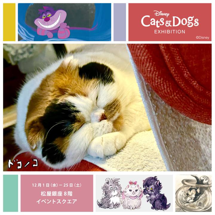 9cc9645b 1f7e 4996 9739 7a90fd5e8639 1639405275980