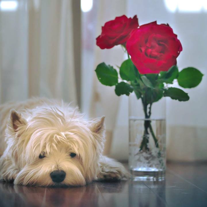 9cca02f0 e404 44d4 b2fb 2ee965c734fb 1526857873471