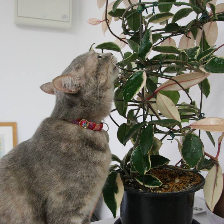 9ccb8e63 92b7 4875 92cf e9ed98eabf19 1508807679959