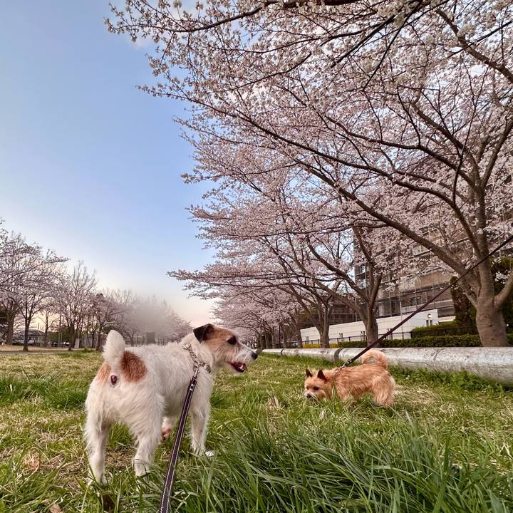 9cd0489c 900f 4487 b5ca b9c29ec28f10 1743984321007