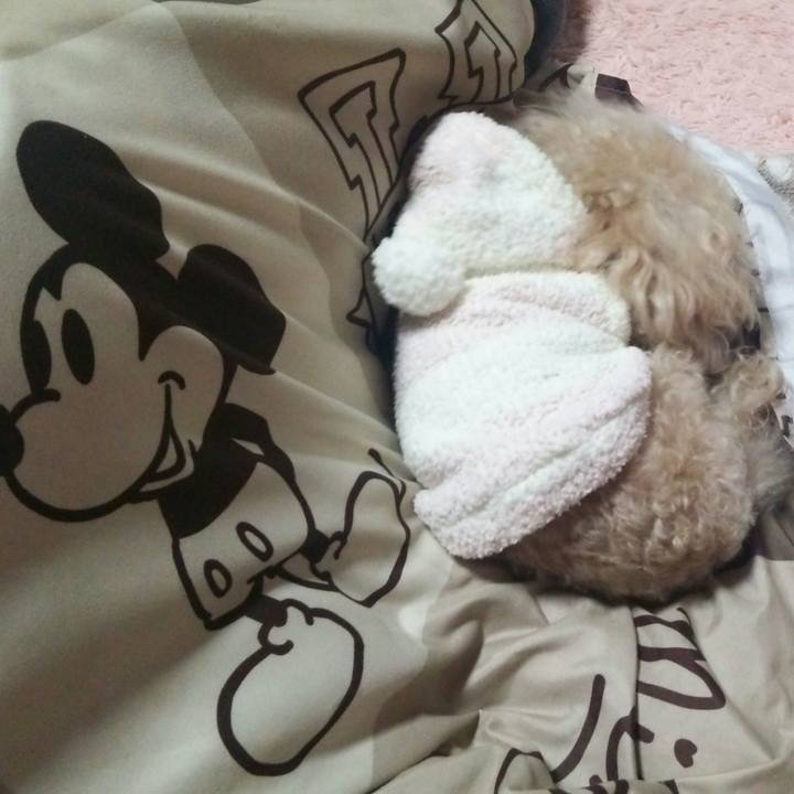 9cd12da5 f332 4dd2 8749 dc5af08d022b 1548422538073