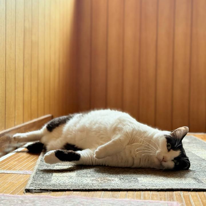 9cd32f4a 6241 4b04 a0c7 cb97296281a0 1749349397222