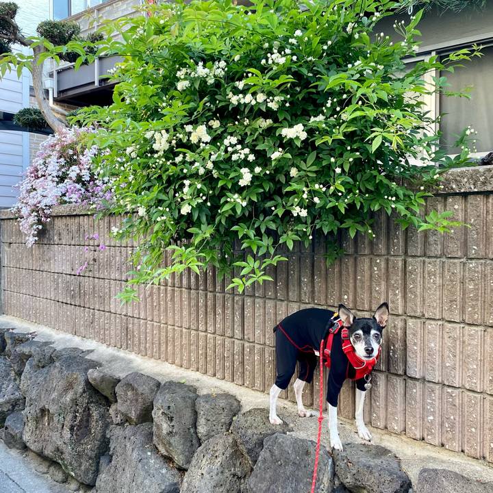 9cd43430 08ce 41fc b658 242dfdd0d9fe 1618441813281