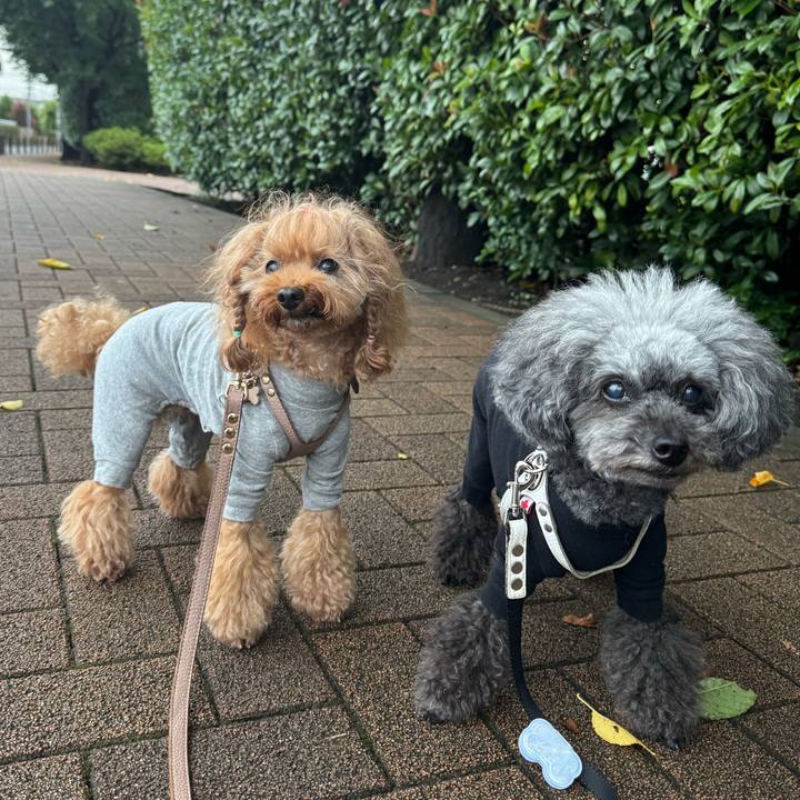 9cd62296 150a 436c a291 f15fa371d8a0 1758232995181