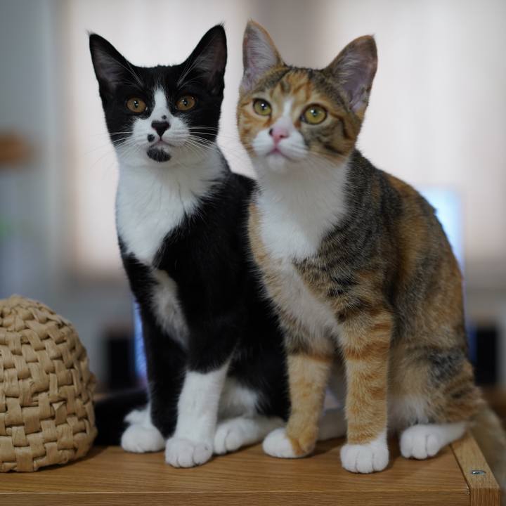 9cd66a16 a152 40bb 9499 338dbc752d3e 1574121805944