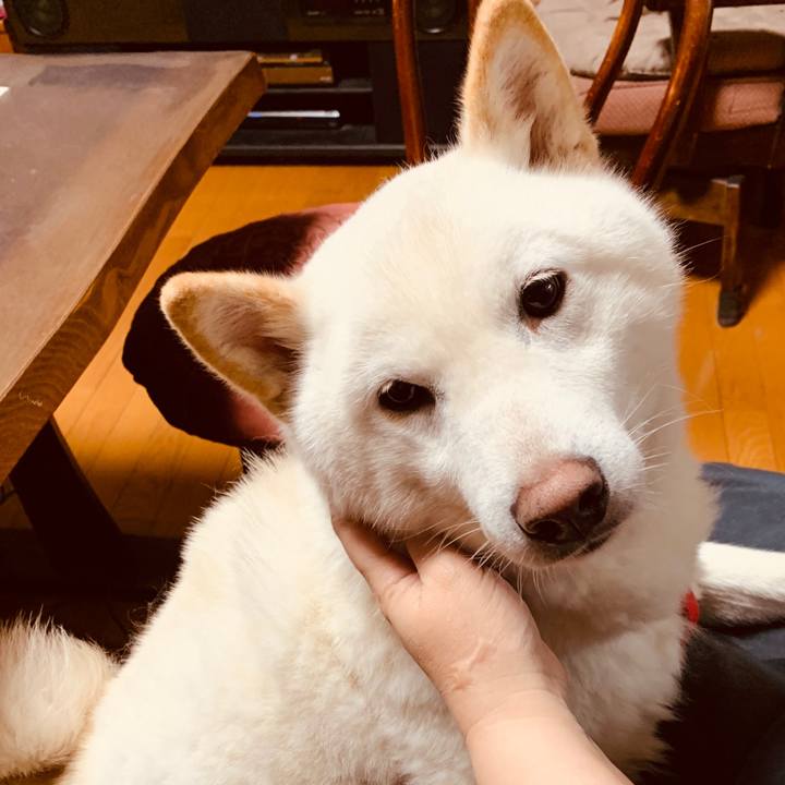 9cd69f60 8453 43f8 b406 710c1b362f5e 1585203070050