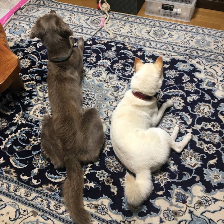 9cd70ea0 ea89 4beb a7db bda6a5e73a87 1534082318970