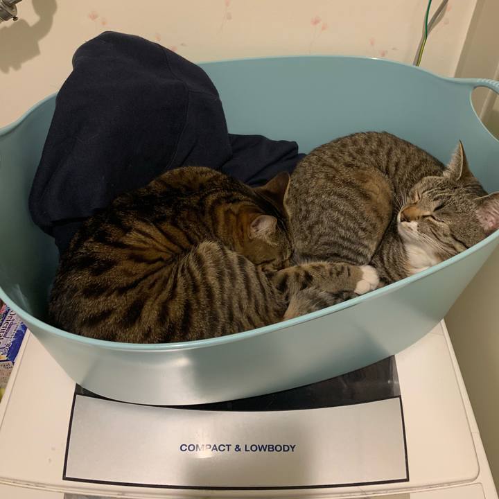 9cd9a00d 58e9 4ba0 8fcb 0d55c0f5748a 1552707442102