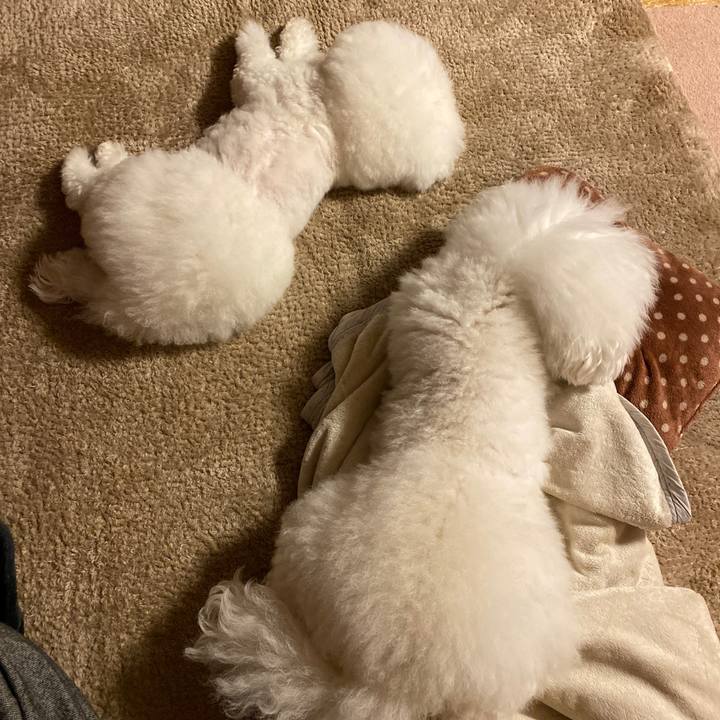 9cdd9fbc bec6 4652 b176 8eee84b22630 1607688622181