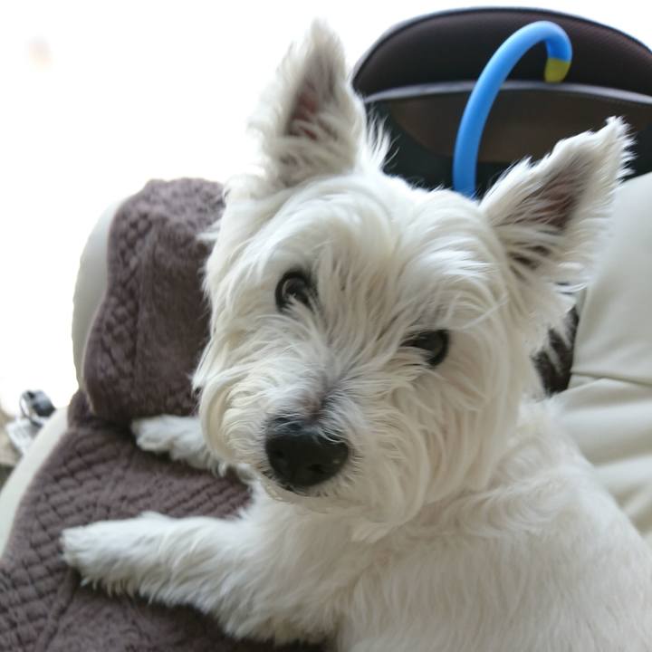 9ce00140 e9bc 46cf 8657 ea62abe1f0e7 1526871531424