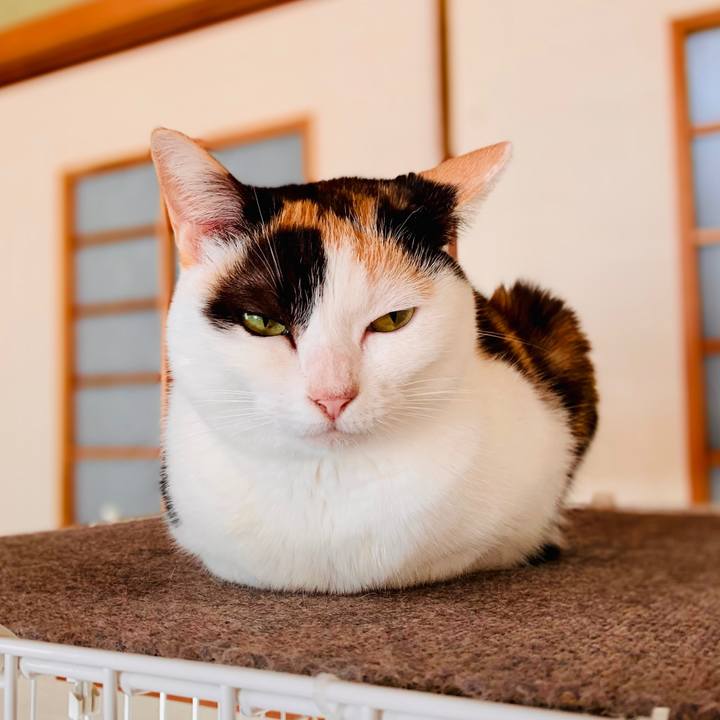 9ce090c7 423f 4d19 b22c 5a268f4f2a3a 1604020086110