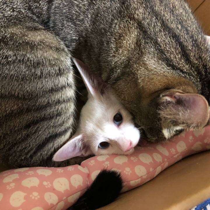 9ce0c58b 73be 4eaf ba1a d75c15e8372f 1534245201184