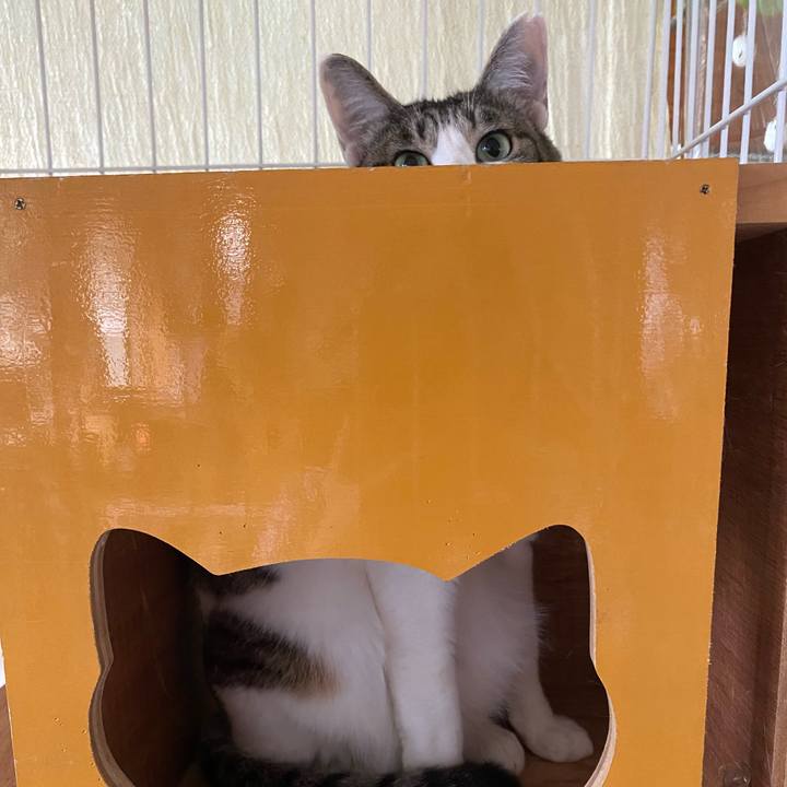 9ce256ec 2ed7 4d08 87e1 55e276212e6f 1749518499803