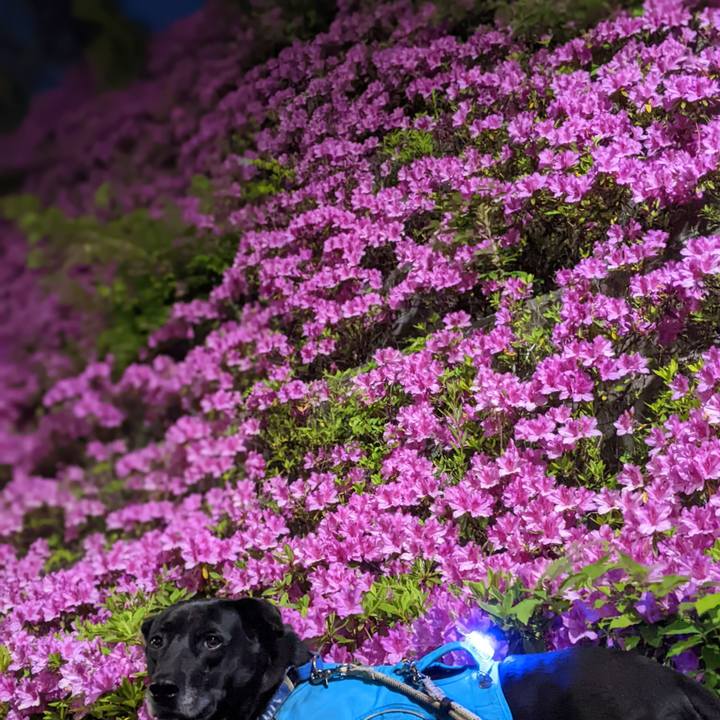 9ce4d836 f51f 4fa7 a20a 7b6809d29cd7 1682248588440