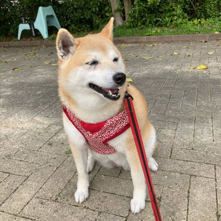 9ceca3e7 adbe 4544 b7e7 3c70394d57fd 1621344245492