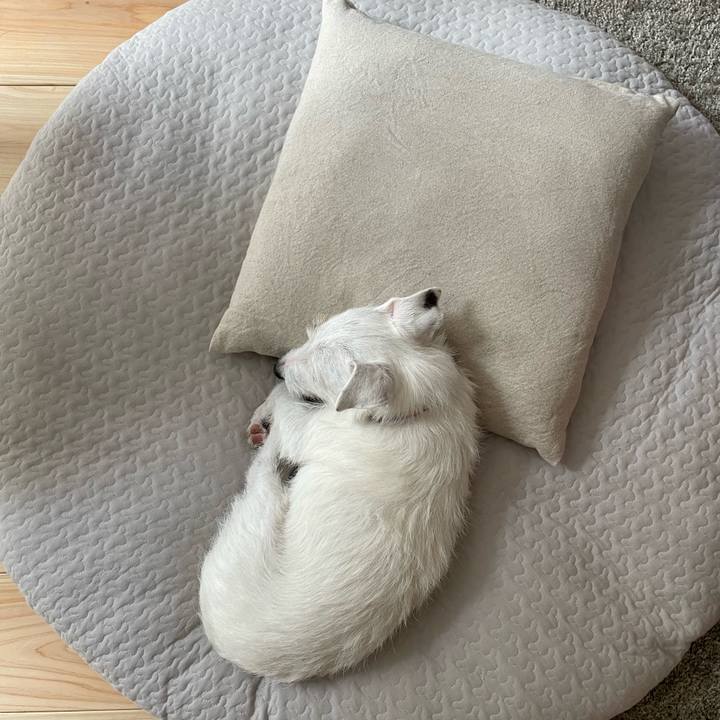 9cf6f20f 1f36 4ce9 a41a e1b9454e7dad 1770176253873