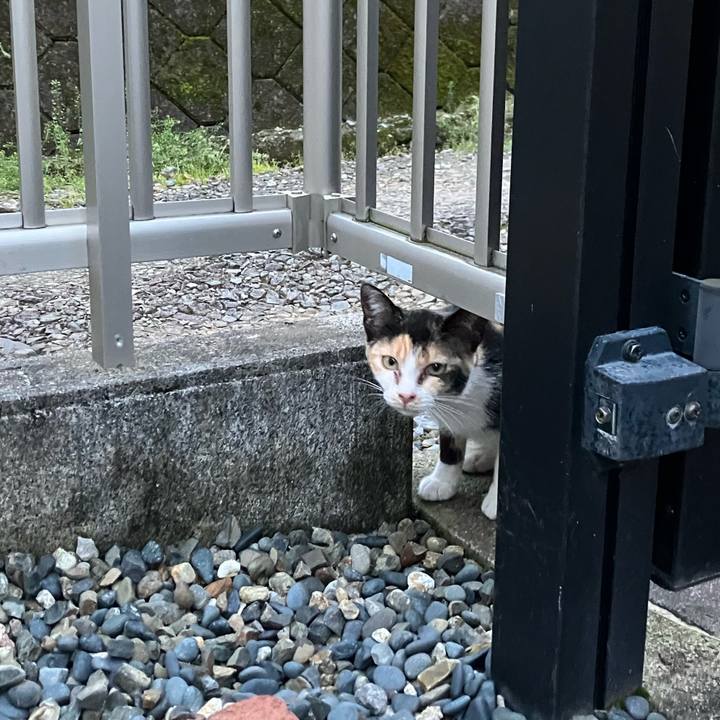 9cf7455f 038d 43d1 b41d 5c3649b7d0e6 1764109627552