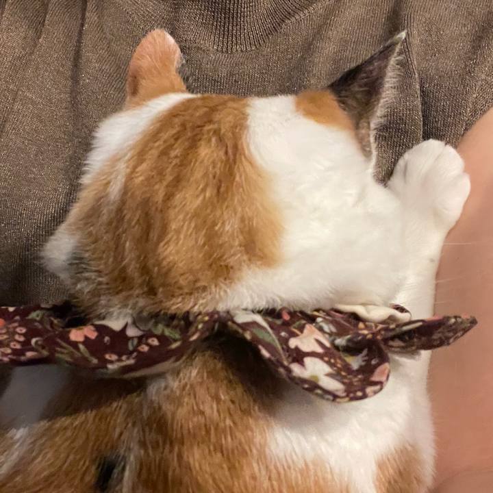 9cf838bf bcf6 4530 b9ad c25fc936c0c4 1758205497480