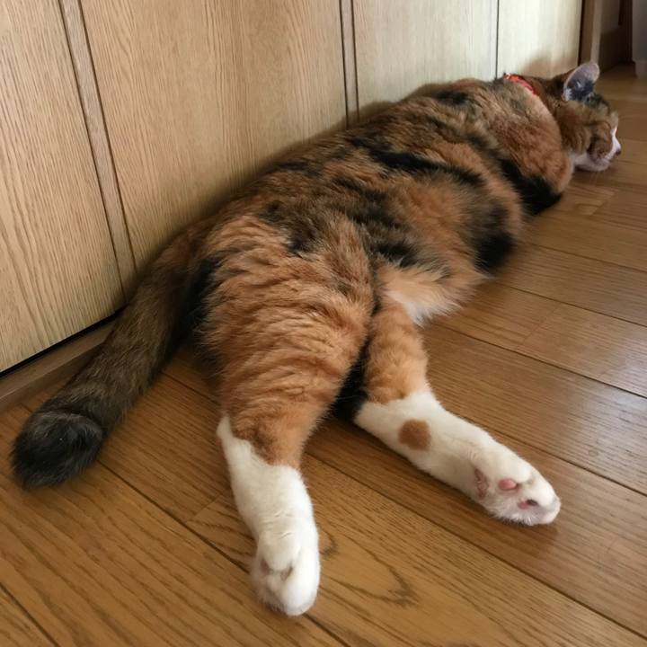 9cfa1666 dcf2 4941 a6b7 93cc2f1e857f 1532677524510