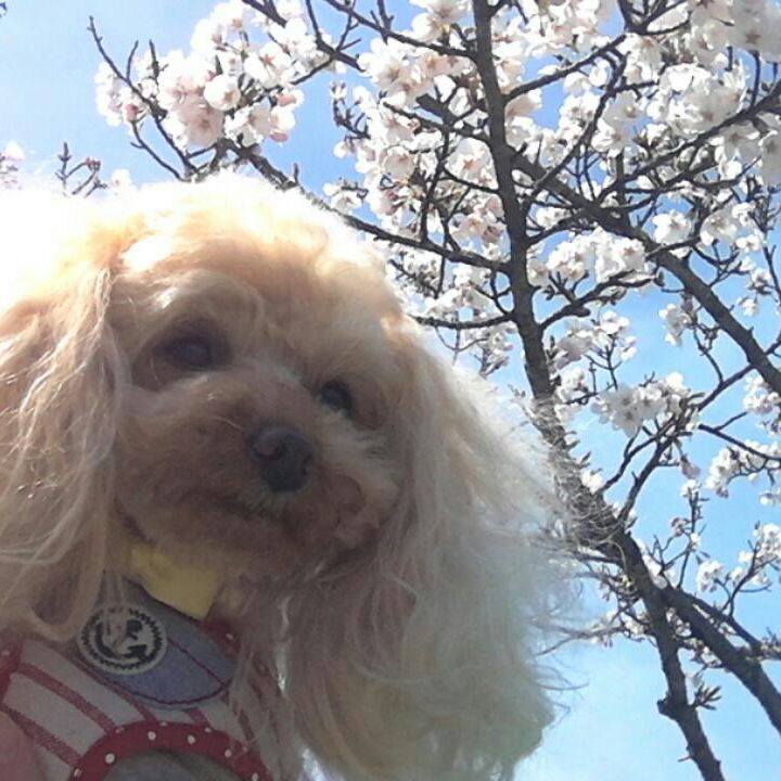 9cfaaa14 7ca0 4167 9348 ad38bf3567e2 1522919298827